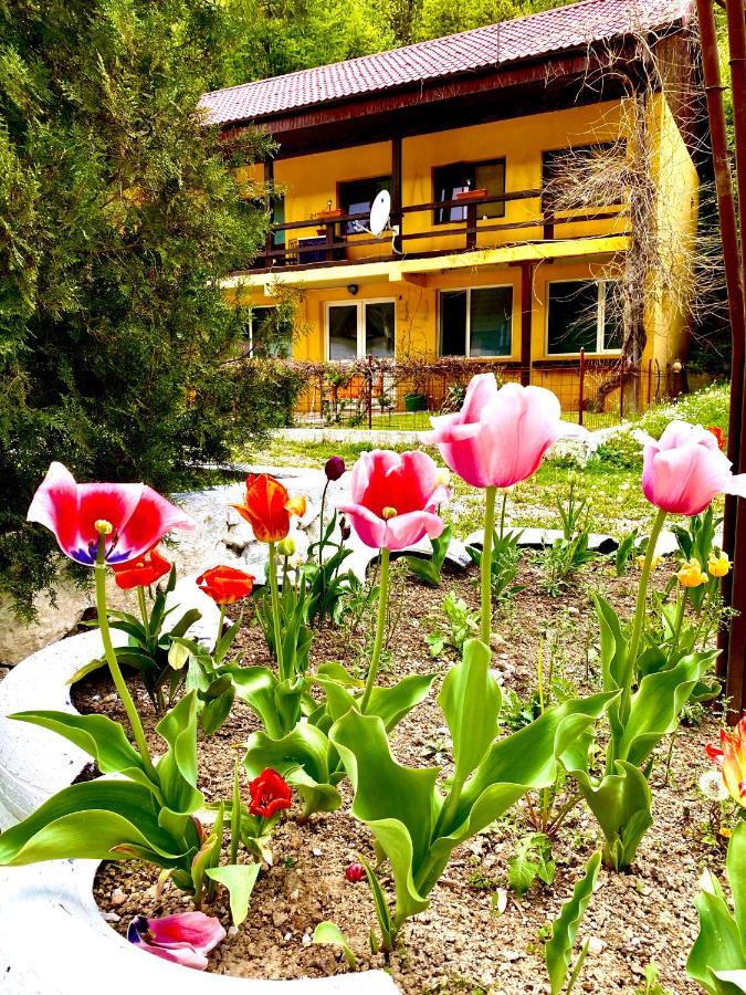 House In The Woods Bed & Breakfast Reșița Dış mekan fotoğraf
