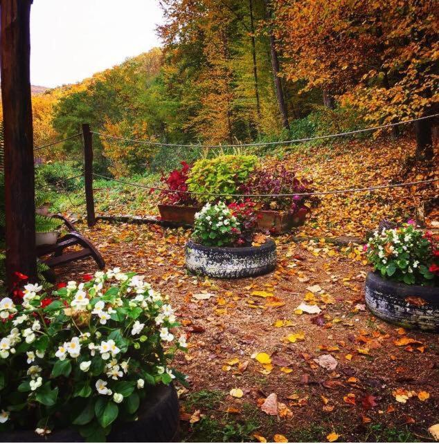 House In The Woods Bed & Breakfast Reșița Dış mekan fotoğraf